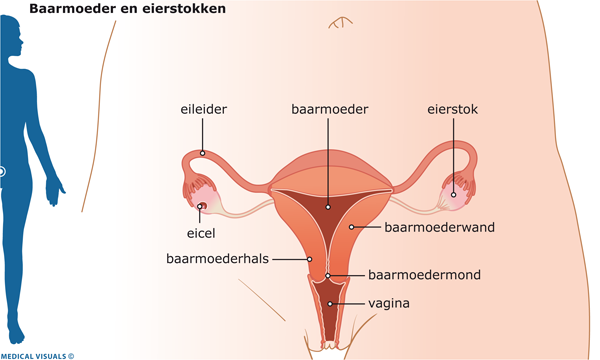 Baarmoeder en eierstokken | CWZ Nijmegen