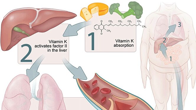 Illustratie vitamine K
